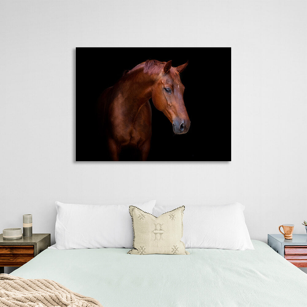 Brown horse on black background Canvas Wall Art Print