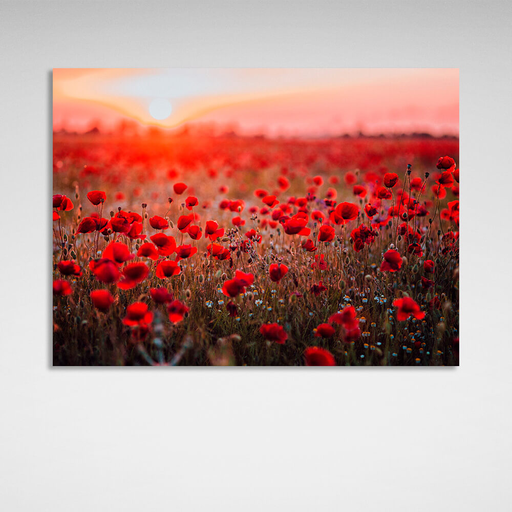 Leinwandbild „Ein Feld mit roten Mohnblumen im Morgengrauen“