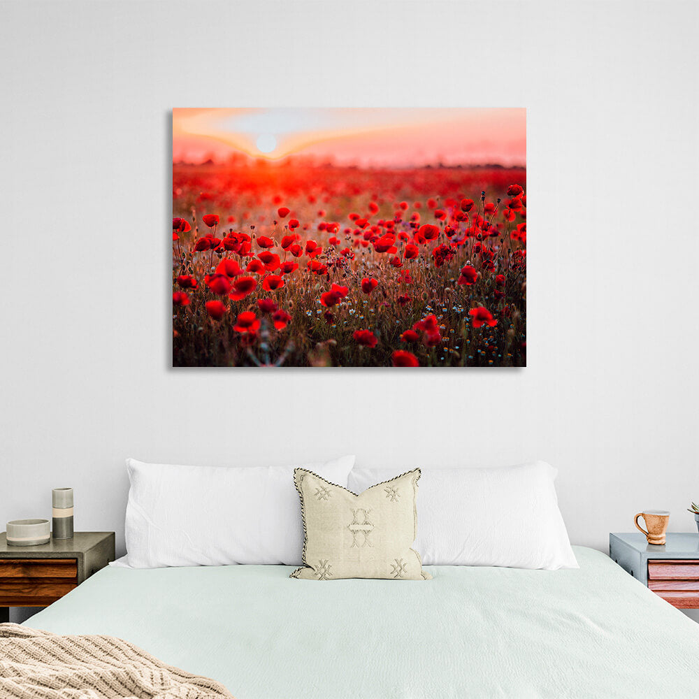 A field of red poppies at dawn Canvas Wall Art Print