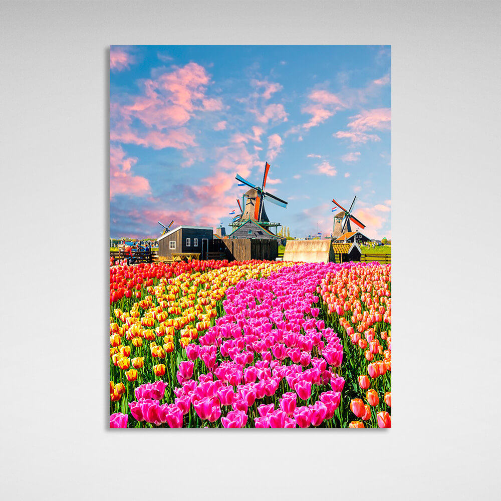 A field of tulips near the mill houses. Canvas Wall Art Print