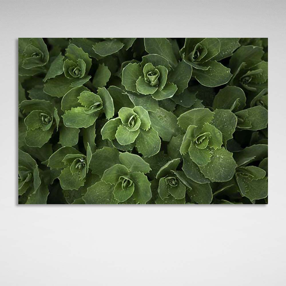 Kunstdruck auf Leinwand, Sedum-Busch