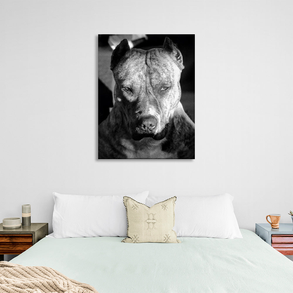 Pitbull terrier Canvas Wall Art Print