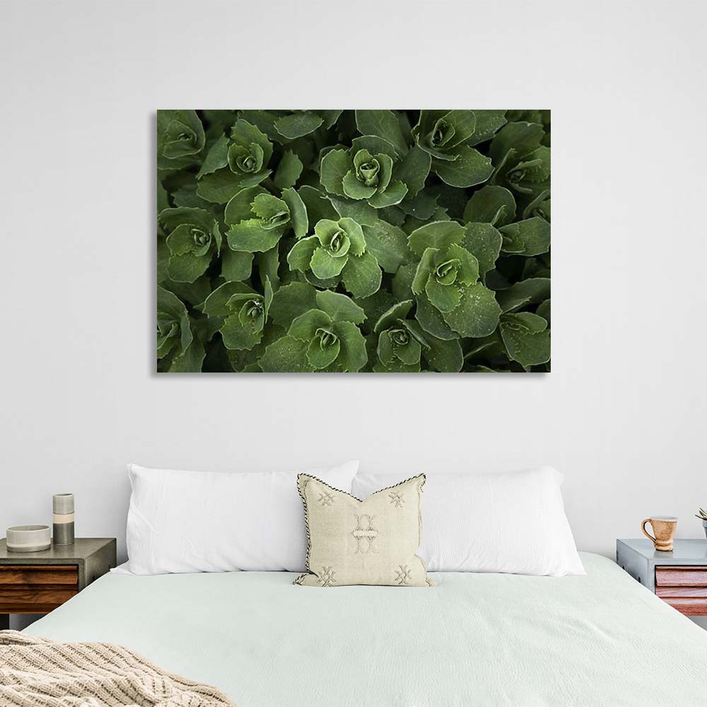 Kunstdruck auf Leinwand, Sedum-Busch